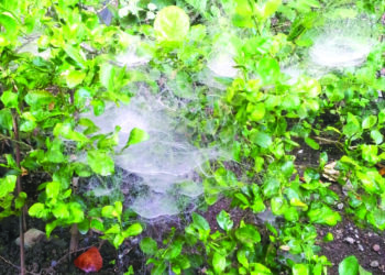 जिल्ह्यात कोळ्यांची अनोखी दुनिया