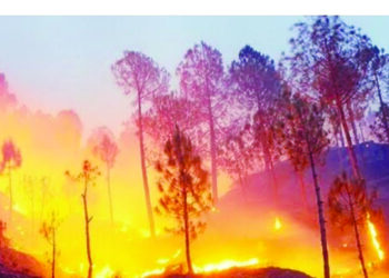 जंगलाची सुरक्षा रामभरोसे