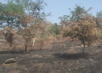 वन विभागाच्या जंगलात वणवा