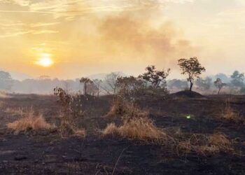मानवनिर्मित वणवे वृक्षांच्या मुळावर
