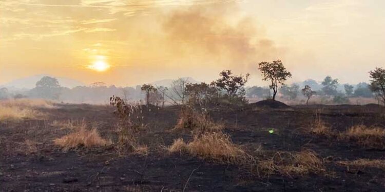 मानवनिर्मित वणवे वृक्षांच्या मुळावर