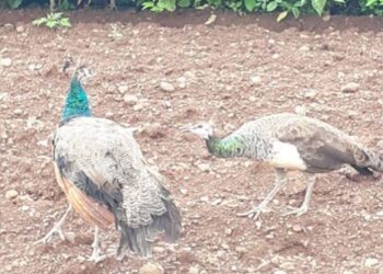 चिरनेर परिसरात पशुपक्ष्यांच्या शिकारीत वाढ