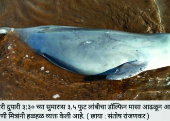 मुरूड समुद्रकिनारी मृत डॉल्फिन