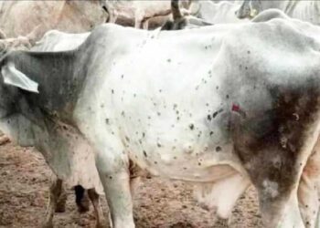 लम्पीमुळे पाच गुरे दगावली