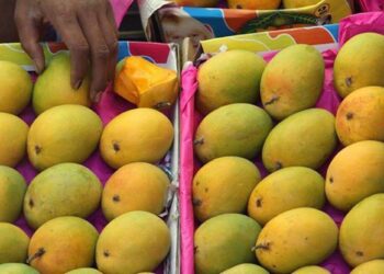 पहिली आंबा पेटी पुण्याला रवाना