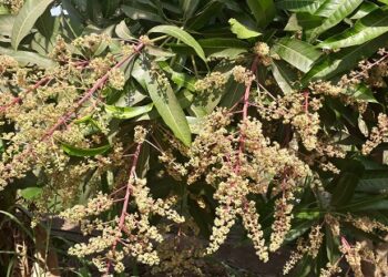 कोकणात थंडी उशिरा सुरु; आंब्यासह काजू उत्पादक चिंतेत