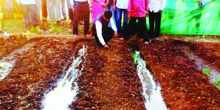 मुरूड समुद्रकिनारी मृत डॉल्फिन