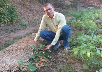 स्टॉबेरीची यशस्वी लागवड