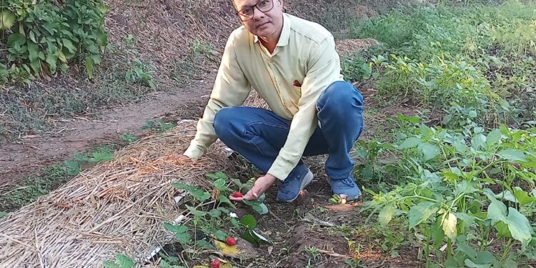 स्टॉबेरीची यशस्वी लागवड