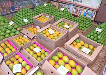 एपीएमसीत हापुसची आवक वाढली