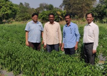 वेखंडे कुटुंब रमले शेतीत; विविध प्रकारच्या भाज्यांचे विक्रमी उत्पादन