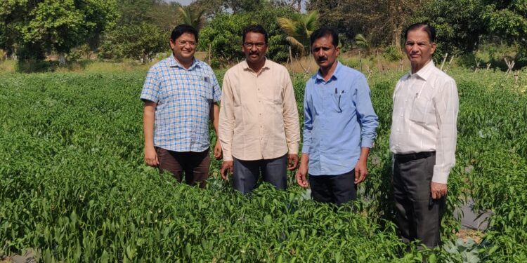 वेखंडे कुटुंब रमले शेतीत; विविध प्रकारच्या भाज्यांचे विक्रमी उत्पादन