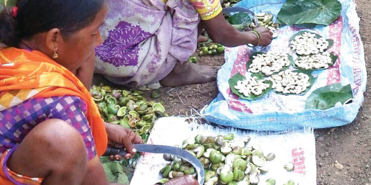 ओला काजूगर खातोय भाव; किंमत शेकडा तब्बल 350 रुपये