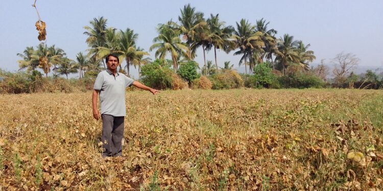 बंधारा फुटून शेकडो एकर शेती पाण्यात