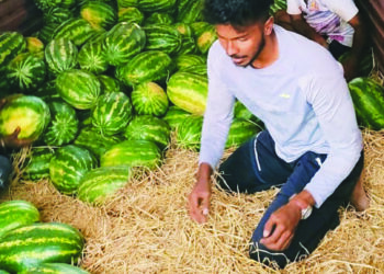 माणगावची कलिंगडे सातासमुद्रापार