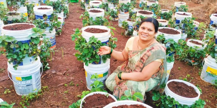 तरुण शेतकर्‍याचा स्ट्रॉबेरी शेतीचा प्रयोग