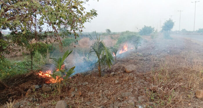 नारळाची झाडे आगीच्या भक्ष्यस्थानी; सिडकोचे दुर्लक्ष