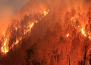 रोहा तालुका वणव्यांनी होरपळतोय