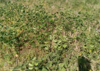 गावठी वालाच्या शेंगांचा हंगाम सुरू