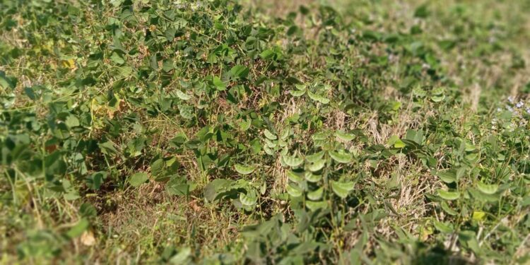 गावठी वालाच्या शेंगांचा हंगाम सुरू