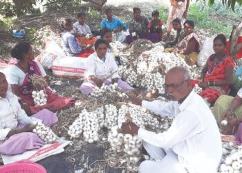 पांढर्‍या सोन्याने आले सुगीचे दिवस; कार्लेतील शेतकर्‍याची कमाल