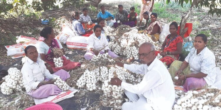 पांढर्‍या सोन्याने आले सुगीचे दिवस; कार्लेतील शेतकर्‍याची कमाल