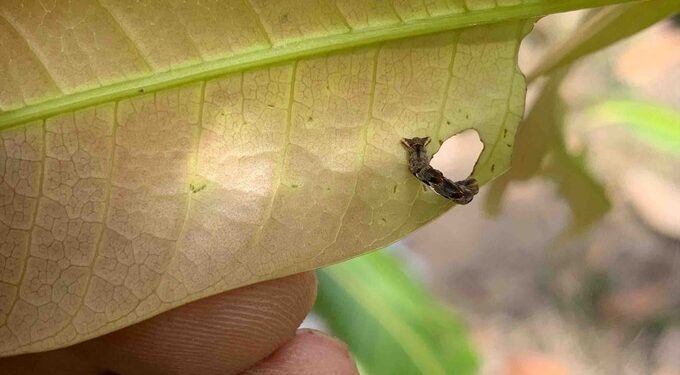 कोकणचा राजा रुसला; आंबा बागायतदार चिंतेत