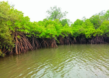 रायगडात कांदळवन निसर्ग पर्यटन बहरतेय