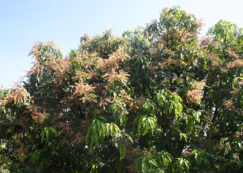 आंबा पीक धोक्यात?; वाढत्या उष्णतेचा फटका