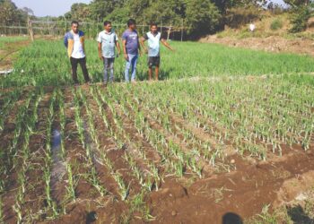 उनाड गुरांमुळे कांद्याची शेती उद्धवस्त