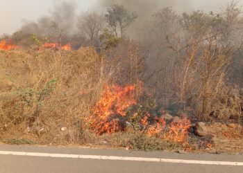आगीच्या ज्वाळांनी पक्षुपक्षी होरपळले