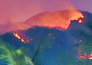 वणव्यांमुळे वनसंपदेची हानी