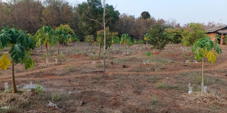 माळरानावर फुलवली फळबाग