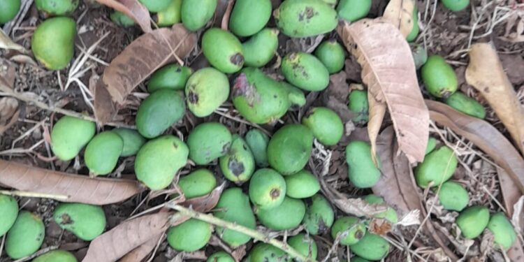 सुधागड आंबा बागायतदारांना अवकाळीचा फटका