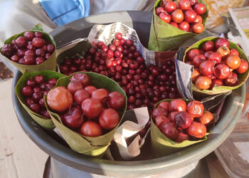 जंगली फळांचा हंगाम झाला सुरू