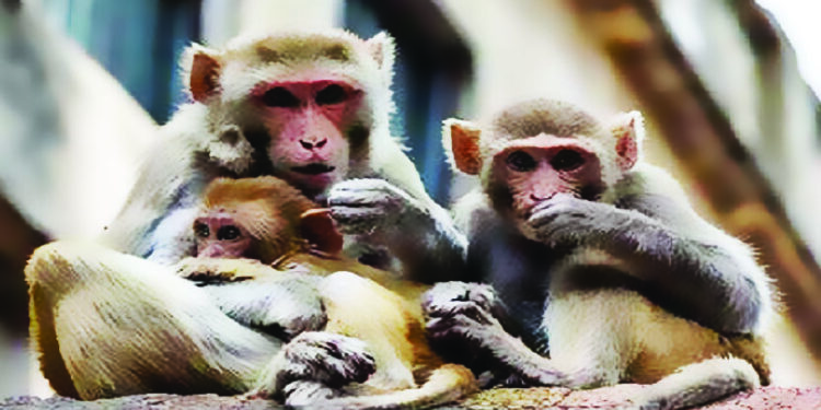 तालुक्यात वानरांचा उच्छाद