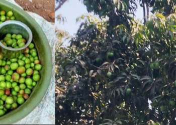 रायगडात कच्ची करवंद व कैऱ्यांची मेजवानी