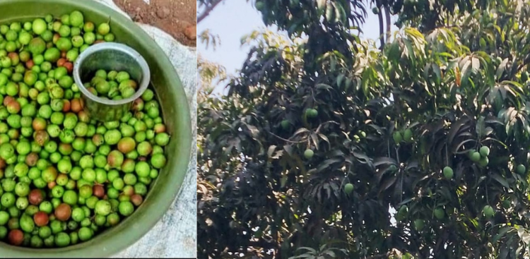 रायगडात कच्ची करवंद व कैऱ्यांची मेजवानी