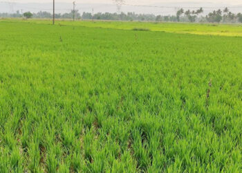 उन्हाळी भात शेती बहरली