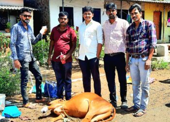 बेवारस गायीला दिले जीवदान