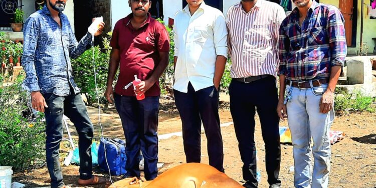 बेवारस गायीला दिले जीवदान