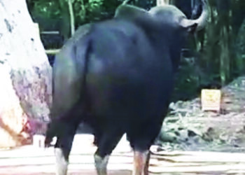 वाट चुकलेल्या रानगव्याची माथेरान सैर