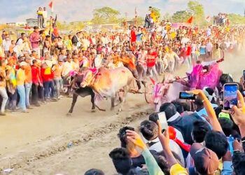 बैलगाडा शर्यतीचा थरार