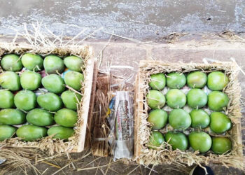 हापूसची आवक वाढली