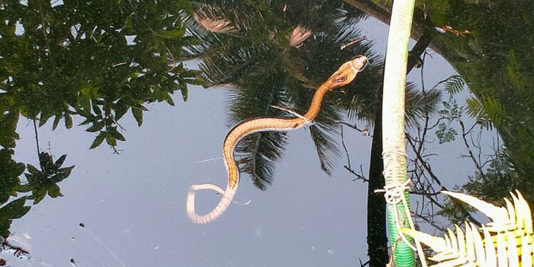 विहिरीत पडलेल्या ५ फुटी नागिणीला दिले जिवदान