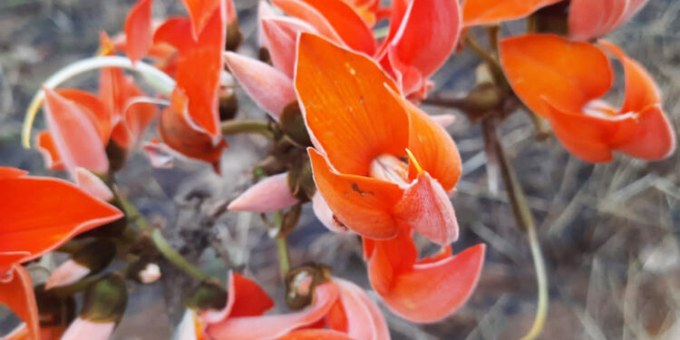 उन्हाळी रानफुला-फळांना बहर