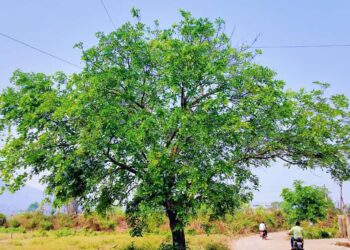 वसंतऋतुत निसर्गाचे रुप बदलू लागलंय