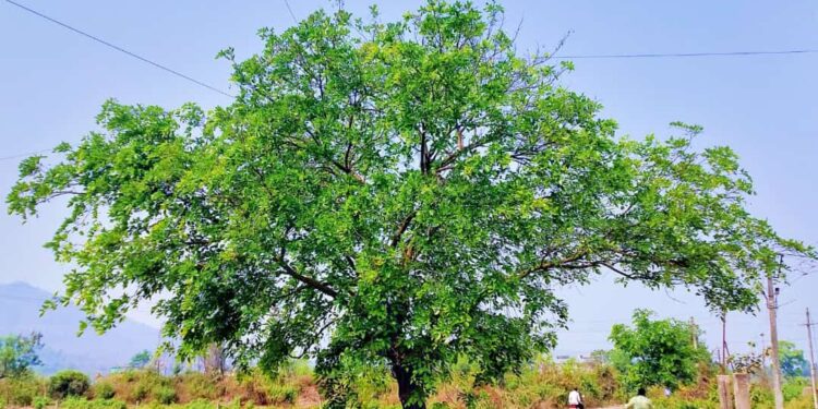 वसंतऋतुत निसर्गाचे रुप बदलू लागलंय