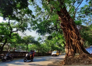धोकादायक वृक्षांचे सर्वेक्षण