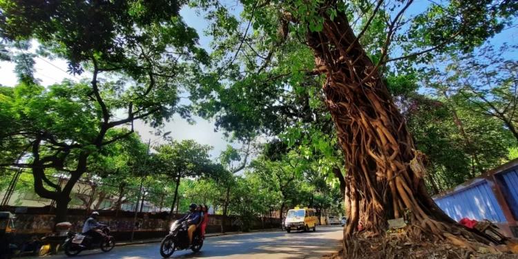 धोकादायक वृक्षांचे सर्वेक्षण